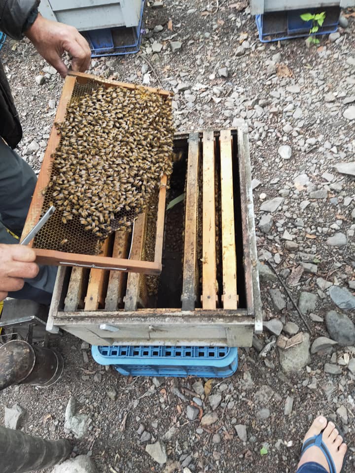 蜂蜜曉築養蜂場-谷關森林蜜 蜂蜜曉築養蜂場-谷關森林蜜