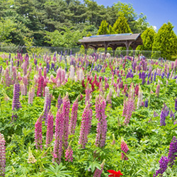 福壽山農場