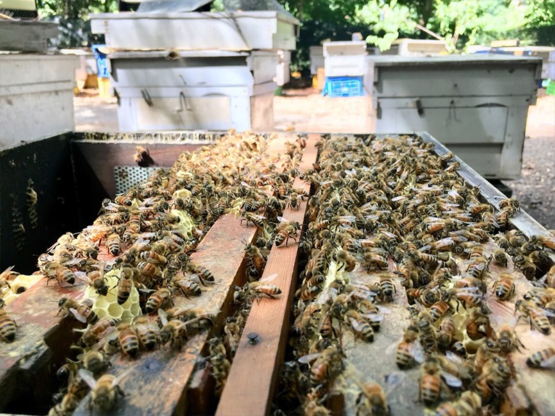 原始森林微量元素獨特風味-森林蜜 原始森林微量元素獨特風味-森林蜜
