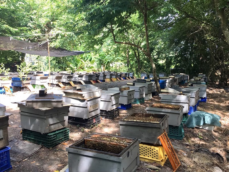 原始森林微量元素獨特風味-森林蜜 原始森林微量元素獨特風味-森林蜜