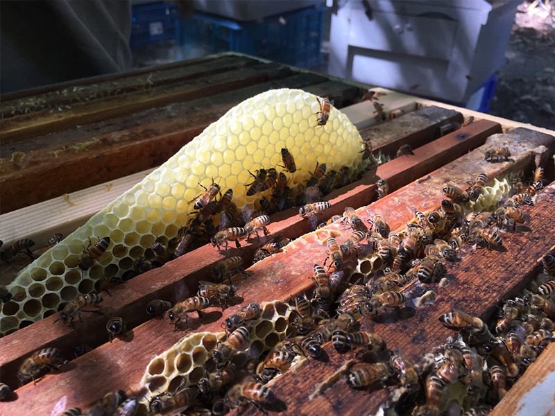 原始森林微量元素獨特風味-森林蜜 原始森林微量元素獨特風味-森林蜜