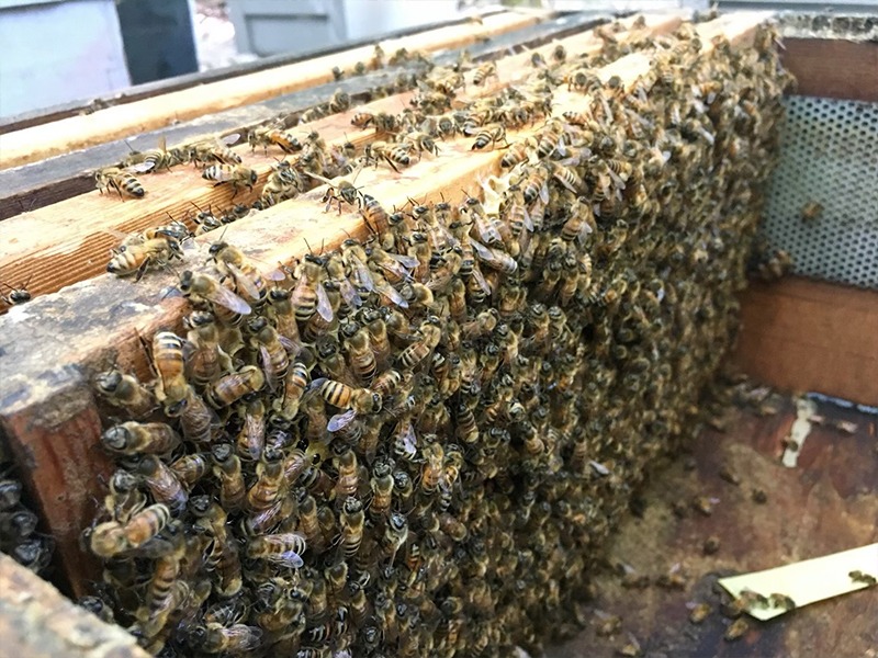 原始森林微量元素獨特風味-森林蜜 原始森林微量元素獨特風味-森林蜜