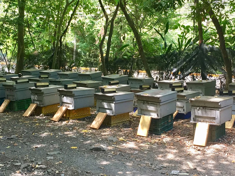 原始森林微量元素獨特風味-森林蜜 原始森林微量元素獨特風味-森林蜜