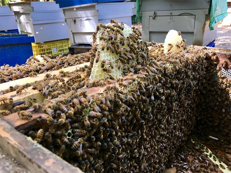 原始森林微量元素獨特風味-森林蜜 原始森林微量元素獨特風味-森林蜜