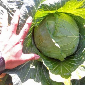 冬天梨山高麗菜