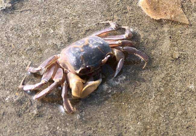 環境教育 濕地生物