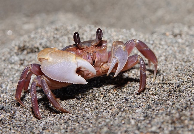 環境教育 濕地生物