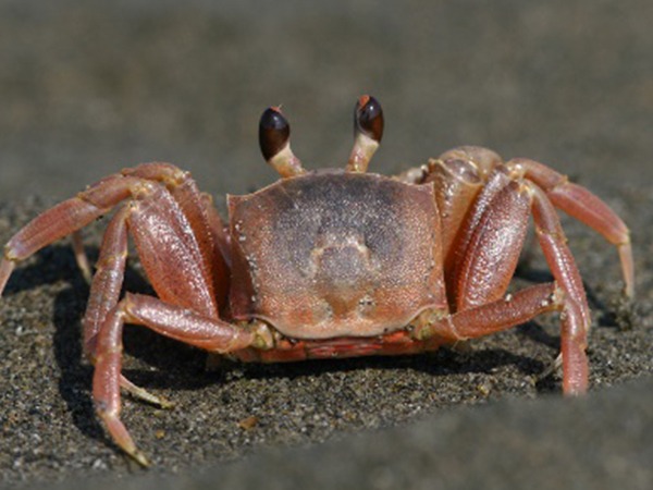 斯氏沙蟹