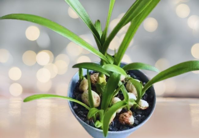 DIY手作-開運種子盆栽