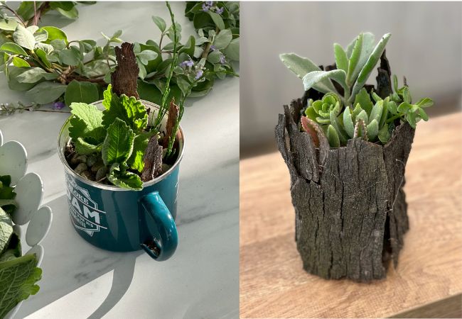 DIY-香草盆栽 DIY-香草盆栽