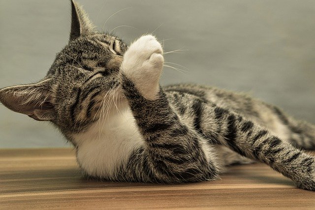 什麼是貓咪毛球症?