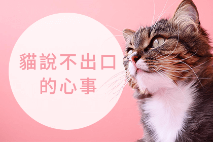 不容忽視的貓心臟病 不容忽視的貓心臟病