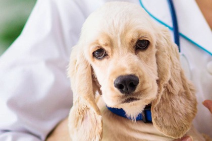 認識狂犬病 認識狂犬病