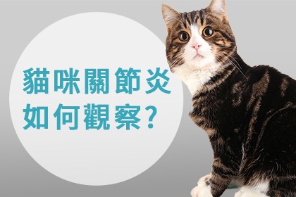 貓咪關節炎會有什麼徵兆 貓咪關節炎會有什麼徵兆