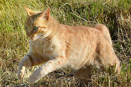 貓咪關節炎預防、舒緩3招 貓咪關節炎預防、舒緩3招