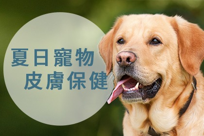 夏日寵物皮膚保健4大要點 夏日寵物皮膚保健4大要點