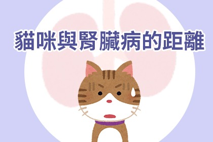 貓咪腎臟病的警訊 貓咪腎臟病的警訊