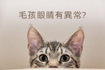 寵物眼睛有這些異狀要注意 寵物眼睛有這些異狀要注意
