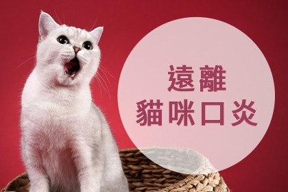遠離貓咪口炎4招 遠離貓咪口炎4招