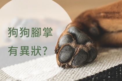 狗狗皮膚病徵兆及預防 狗狗皮膚病徵兆及預防