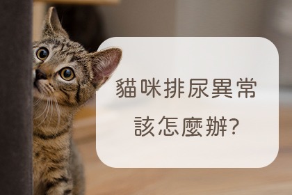 認識貓咪泌尿疾病 認識貓咪泌尿疾病