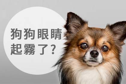 讓狗狗眼睛霧化的疾病 讓狗狗眼睛霧化的疾病