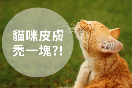 常見貓皮膚病與應對方法 常見貓皮膚病與應對方法