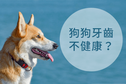 狗狗牙齒健康指南 狗狗牙齒健康指南