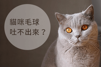 什麼是貓咪毛球症？