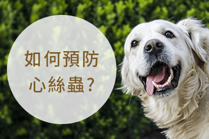 不容小覷的犬心絲蟲 不容小覷的犬心絲蟲