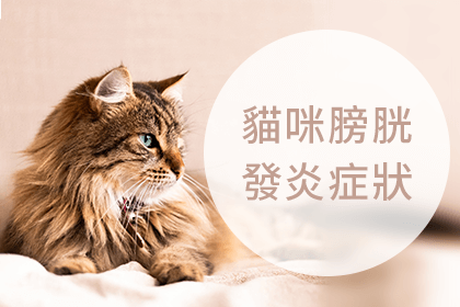 因緊張引起的貓膀胱炎 因緊張引起的貓膀胱炎