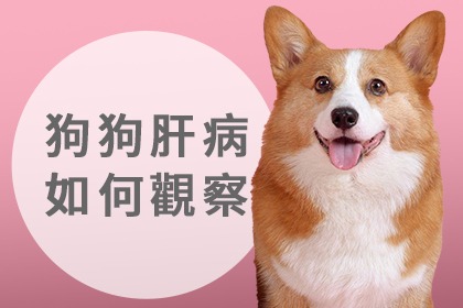 狗狗肝臟疾病照護 狗狗肝臟疾病照護