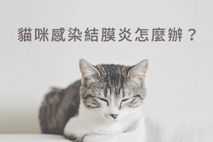 貓眼睛睜不開? 可能是結膜炎在作怪 貓眼睛睜不開? 可能是結膜炎在作怪