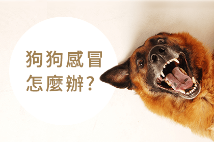 狗狗感冒照顧指南 狗狗感冒照顧指南