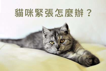 舒緩貓咪緊張的方法 舒緩貓咪緊張的方法