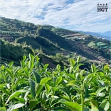 馥貴紅烏龍｜LiShan Alpine Red Oolong Tea第6張小圖