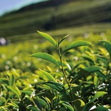 暮賞｜梨山華崗高冷烏龍茶第2張小圖