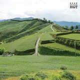 島嶼茶路｜悠遊阿里山 高山烏龍茶第6張小圖