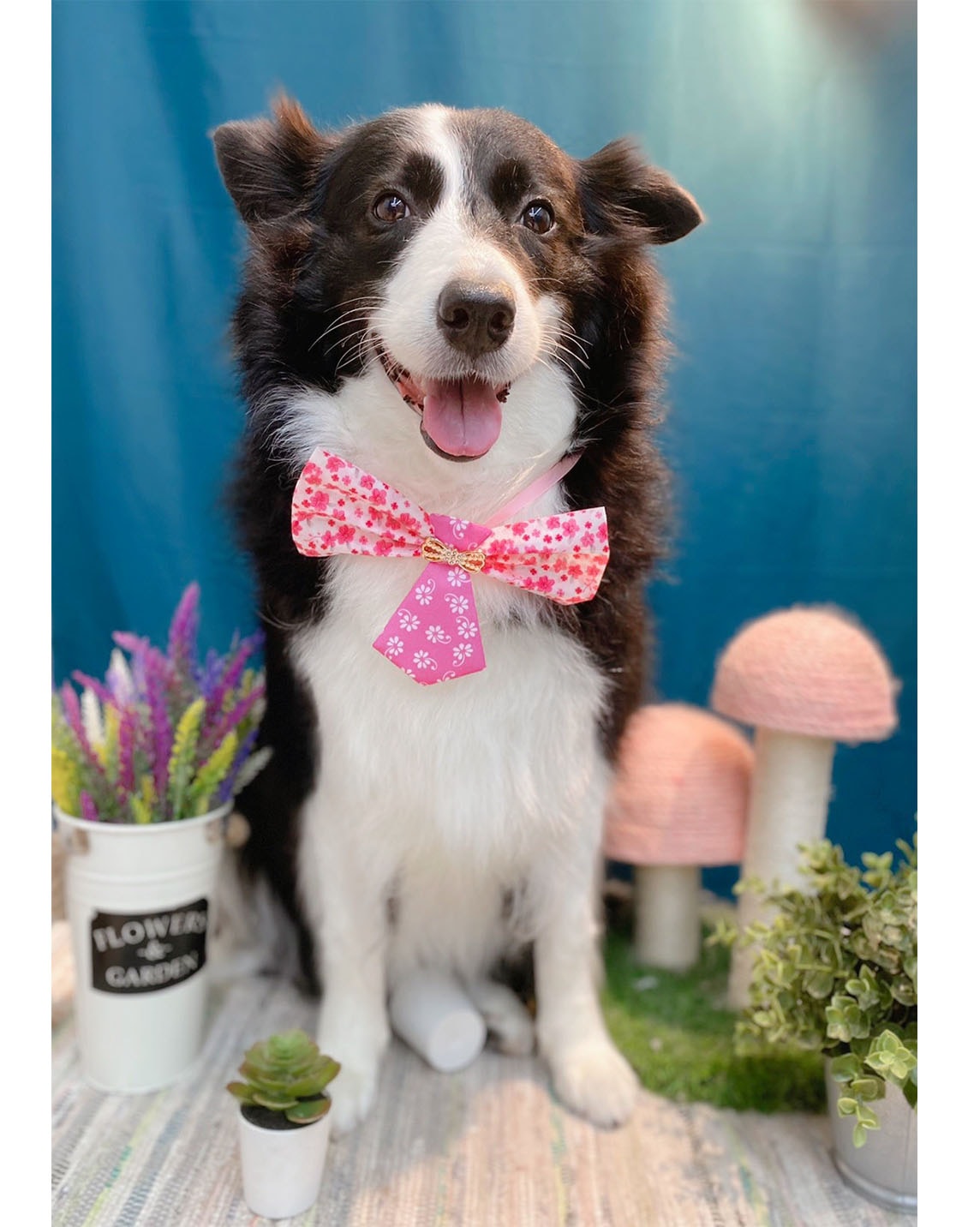 寵物寫真｜場地佈置 Holiday Arrangement