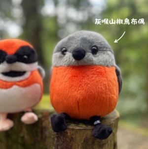 布偶鳥-灰喉山椒鳥