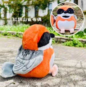 布偶鳥-紅頭山雀