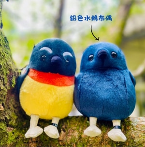 布偶鳥-鉛色水鶇