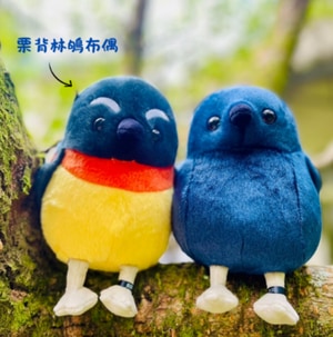 布偶鳥-栗背林鴝