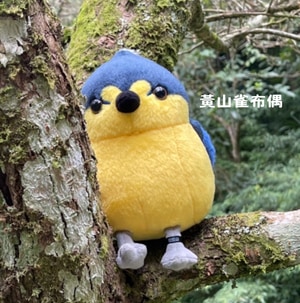 布偶鳥-黃山雀