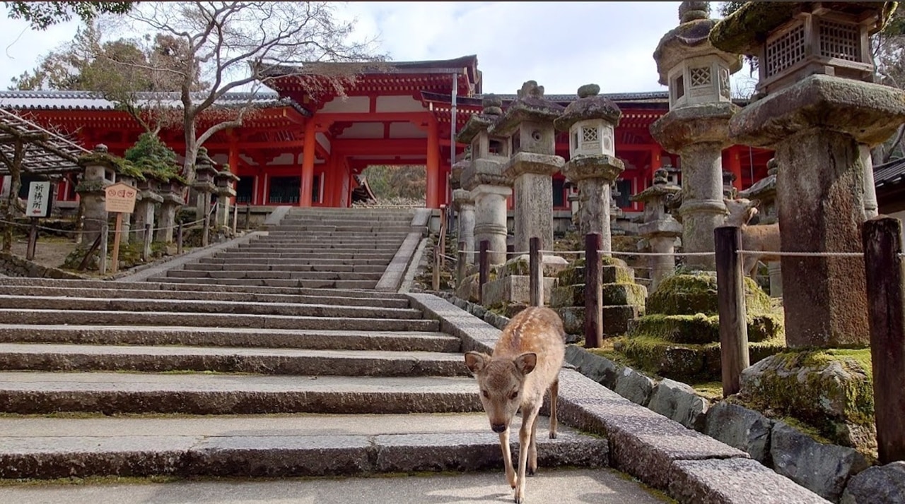 據傳說，主神武甕槌命騎著一頭白鹿從茨城縣的鹿島神宮來到奈良的日本神社。