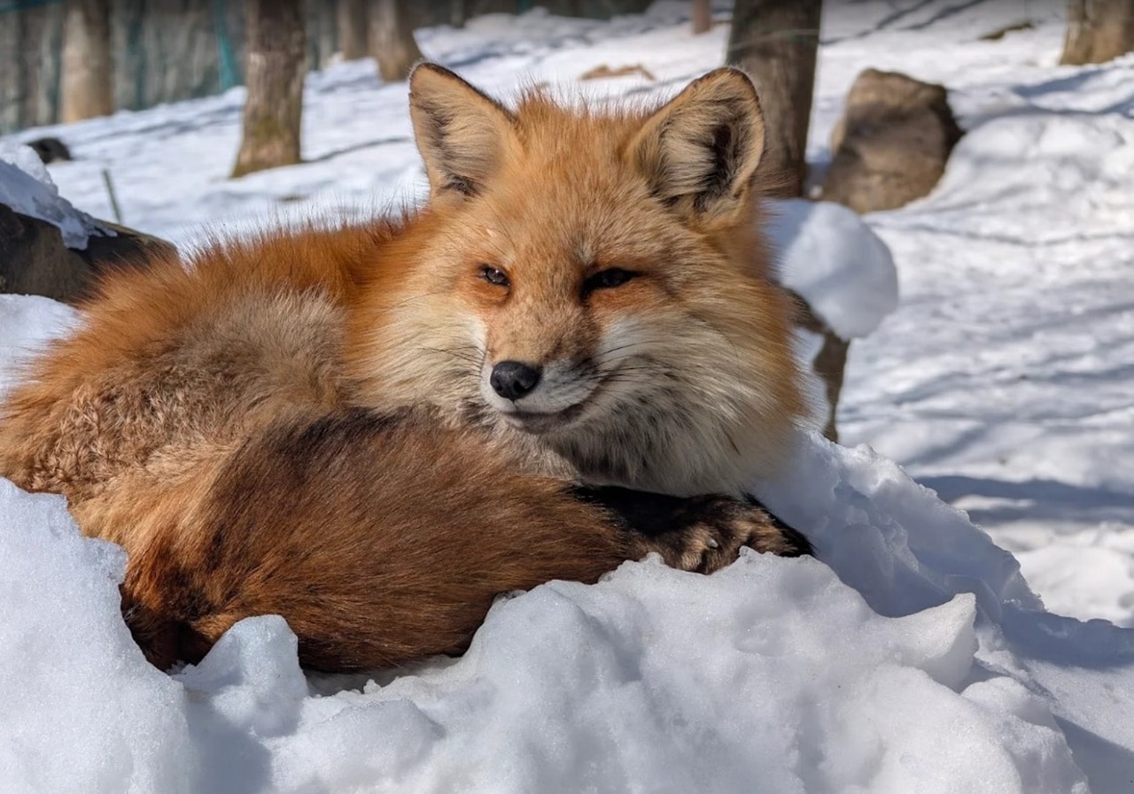 7-funny-information-of-zao-fox-village-1 在藏王狐狸村會遇見不同品種的狐狸,還能感受宛如童話的雪景與獨特的叫聲。