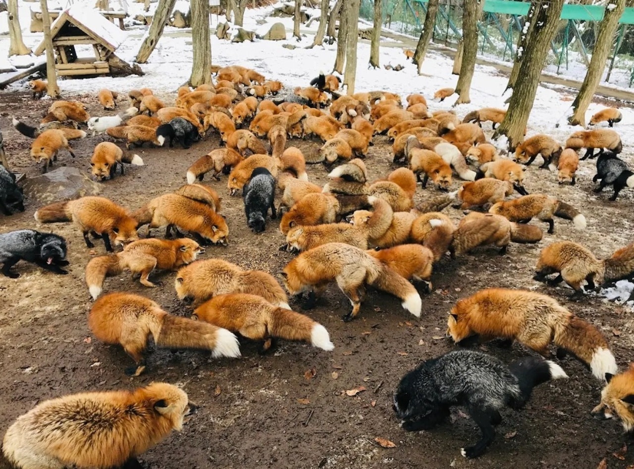 7-funny-information-of-zao-fox-village-3 狐狸並不是被關在小籠子裡,而是能在廣大的藏王狐狸村園區裡自由活動,互相追逐、休息或玩耍。