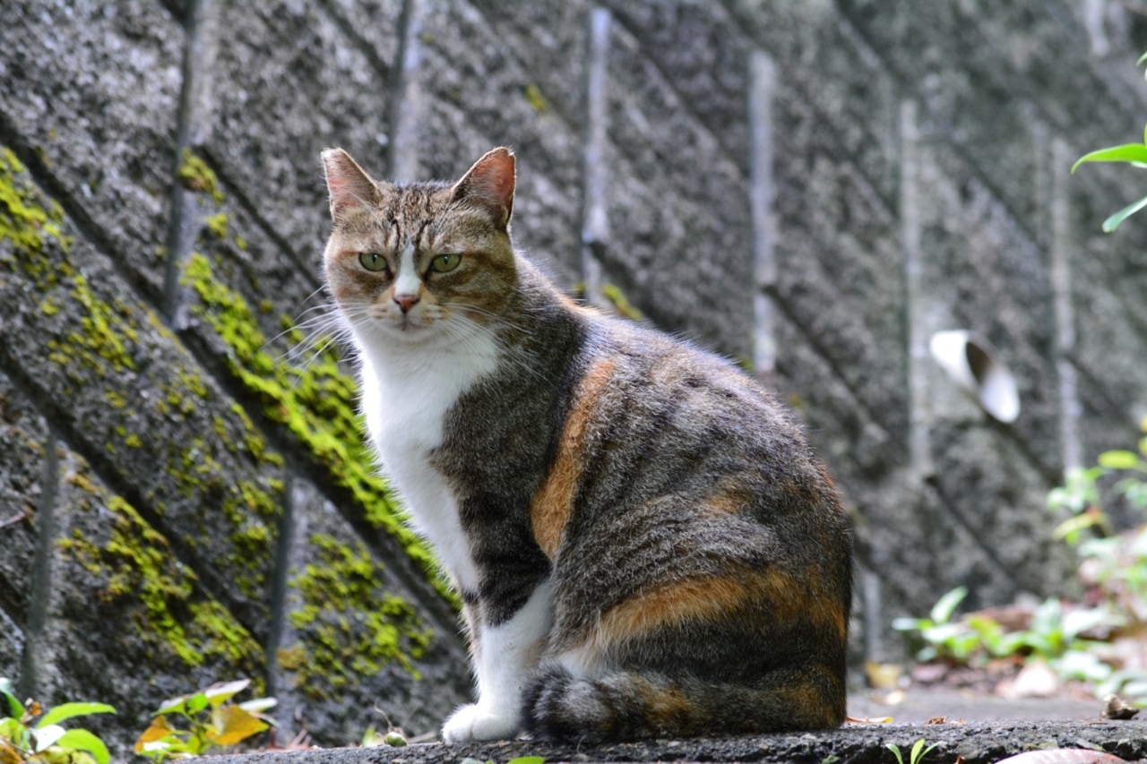 招財貓原型來自極罕見的「三花公貓」，因為出現雄性的機率僅約三千分之一，被視為稀有又幸運的存在。