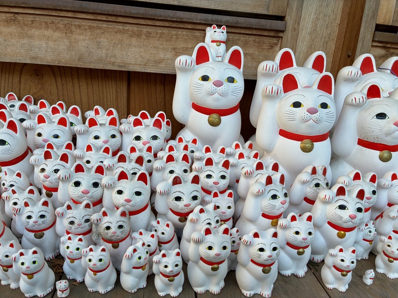 正宗日本製的招財貓表情多半顯得平和、安穩，甚至帶有一絲莊嚴。