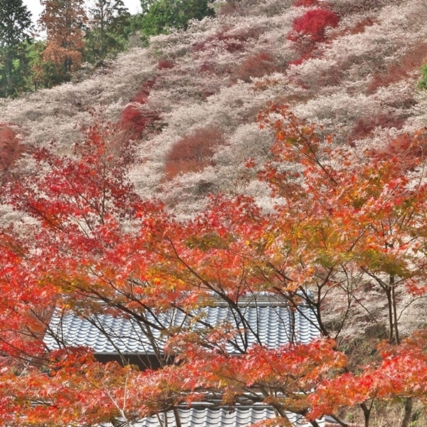 【日本旅遊特蒐】跟著在地人這樣玩!日本賞楓「紅葉季」6種道地體驗